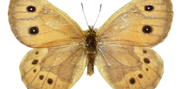 ‘나비박사’ 석주명 곤충표본 120점 90년 만에 ‘귀환’