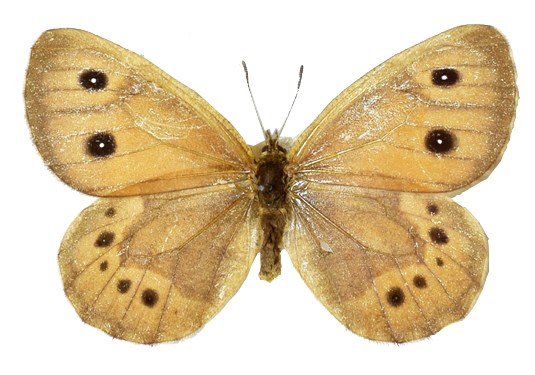 ‘나비박사’ 석주명 곤충표본 120점 90년 만에 ‘귀환’