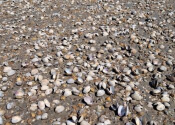 ‘고수온’ 바지락 양식장 62% 집단 폐사…100만 마리 긴급 방류