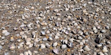 ‘고수온’ 바지락 양식장 62% 집단 폐사…100만 마리 긴급 방류