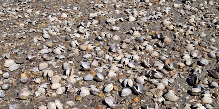 ‘고수온’ 바지락 양식장 62% 집단 폐사…100만 마리 긴급 방류