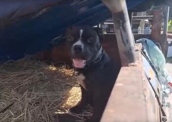 주인은 차 버리고 뺑소니…버려진 강아지는 계속 기다렸다