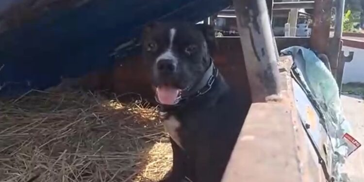 주인은 차 버리고 뺑소니…버려진 강아지는 계속 기다렸다