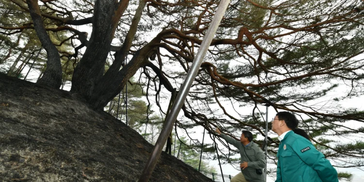 [속보] 영덕 이어 영양도 주불 진화…“잔불 정리 중”