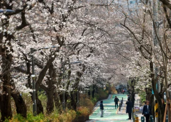 서울 벚꽃 만발 언제일까…4월 7일 vs 4월 8일