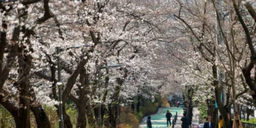 서울 벚꽃 만발 언제일까…4월 7일 vs 4월 8일