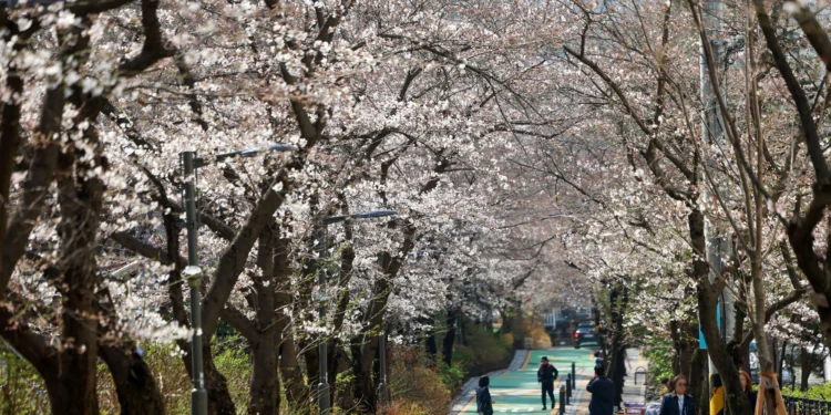 서울 벚꽃 만발 언제일까…4월 7일 vs 4월 8일