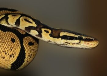 독사에 200번 물린 남성 ‘만능 해독제’ 길 열었다