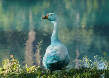 “하얗던 오리가” 충격…모든 것이 ‘파랗게’ 물든 브라질서 무슨 일이