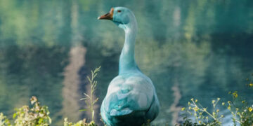 “하얗던 오리가” 충격…모든 것이 ‘파랗게’ 물든 브라질서 무슨 일이