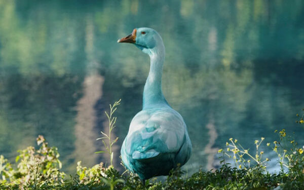 “하얗던 오리가” 충격…모든 것이 ‘파랗게’ 물든 브라질서 무슨 일이