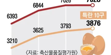왜 오르는지 모르겠네… 한 판 7000원 돌파 ‘계란값 미스터리’