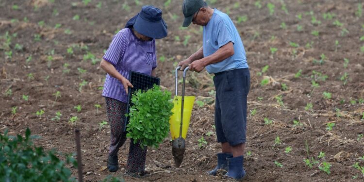 시간당 50㎜ ‘도깨비 폭우’ 주말까지… ‘침수 주의보’