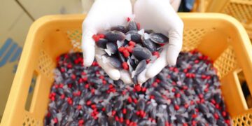 초밥에 딸려오던 ‘물고기 간장’ 편했는데…“위험” 지적 나온 이유