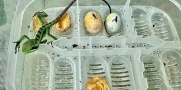 수컷도, 짝짓기도 없이 ‘처녀 출산’ 성공…동물원도 놀랐다