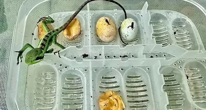 수컷도, 짝짓기도 없이 ‘처녀 출산’ 성공…동물원도 놀랐다