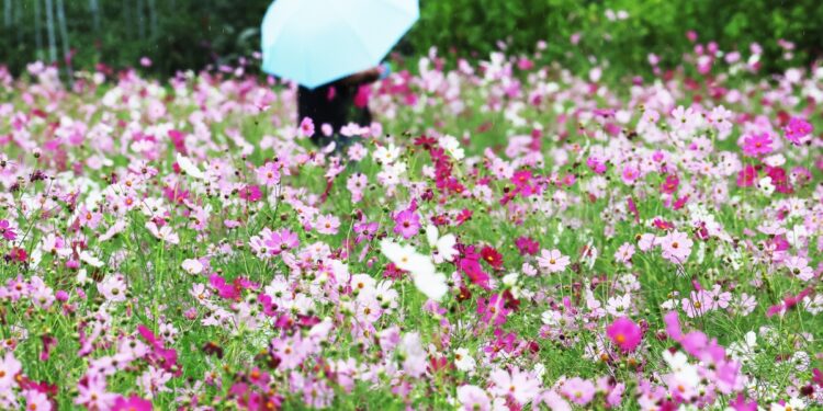 주말부터 ‘진짜 가을’…토요일 오전까지 전국 곳곳 비