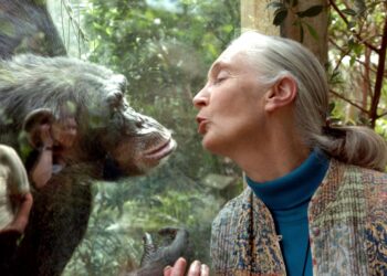 자연 사랑했던 ‘침팬지의 어머니’ | 서울신문