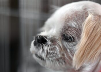 오늘 차례상 앞에 없는 ‘가족’…지금, 어디서 떨고 있을까 [김유민의 노견일기]