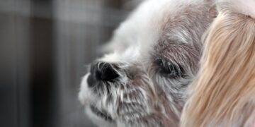 오늘 차례상 앞에 없는 ‘가족’…지금, 어디서 떨고 있을까 [김유민의 노견일기]