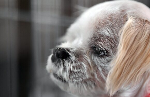 오늘 차례상 앞에 없는 ‘가족’…지금, 어디서 떨고 있을까 [김유민의 노견일기]