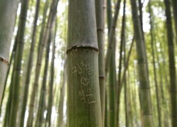 “이건 범죄입니다” 日 유명 대나무에 ‘한글 낙서’가…충격 근황