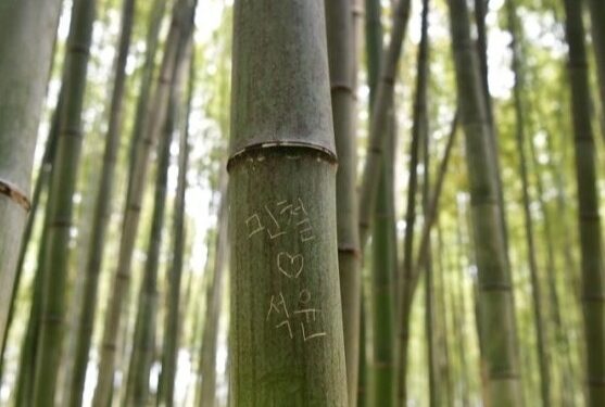 “이건 범죄입니다” 日 유명 대나무에 ‘한글 낙서’가…충격 근황