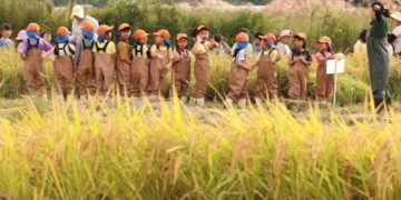 [단독] 연구는 밭, 적용은 논…‘친환경비료 정책’ 엇박자