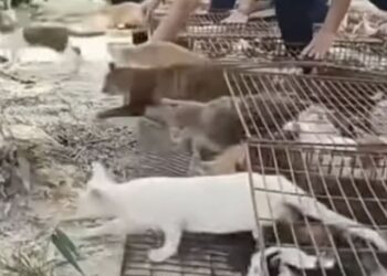 저수지 풀린 1100마리 고양이, 물에 빠져 허우적…중국서 또 ‘방생 참사’