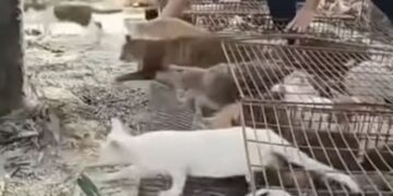 저수지 풀린 1100마리 고양이, 물에 빠져 허우적…중국서 또 ‘방생 참사’