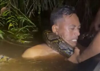 ‘6미터’ 대형 비단뱀에 휘감겨 물속으로 끌려간 남성…극적 탈출