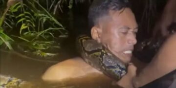 ‘6미터’ 대형 비단뱀에 휘감겨 물속으로 끌려간 남성…극적 탈출