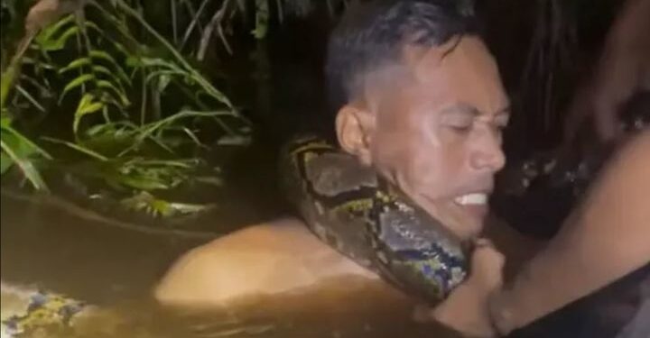 ‘6미터’ 대형 비단뱀에 휘감겨 물속으로 끌려간 남성…극적 탈출