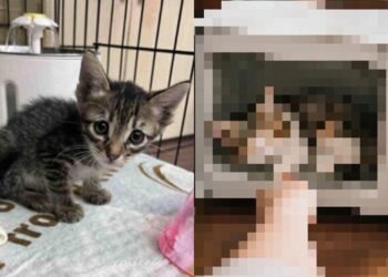 새끼 고양이를 전자레인지에…‘학대 영상’ 대만男 ‘의외의 반전’