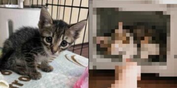 새끼 고양이를 전자레인지에…‘학대 영상’ 대만男 ‘의외의 반전’