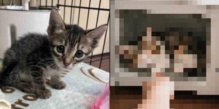 새끼 고양이를 전자레인지에…‘학대 영상’ 대만男 ‘의외의 반전’
