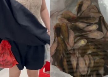 “치마 속에 웬 비닐봉지가”…산 물고기 229마리 몰래 들여오다 ‘들통’