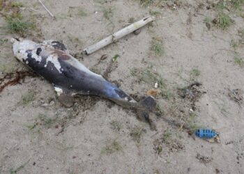 빙하, 침팬지, 호수가 사람을 고발할 수 있을까