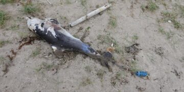 빙하, 침팬지, 호수가 사람을 고발할 수 있을까