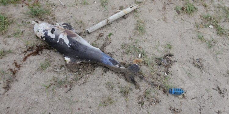 빙하, 침팬지, 호수가 사람을 고발할 수 있을까