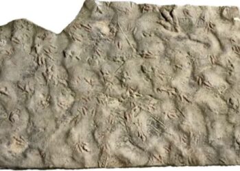 27년 마당서 매일 밟고다닌 ‘돌’…알고 보니 1억 9000만년 된 ‘공룡 화석’ 화들짝