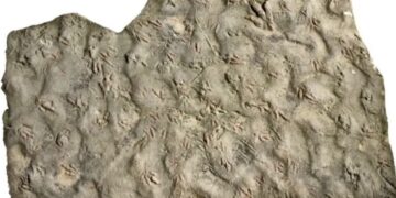 27년 마당서 매일 밟고다닌 ‘돌’…알고 보니 1억 9000만년 된 ‘공룡 화석’ 화들짝