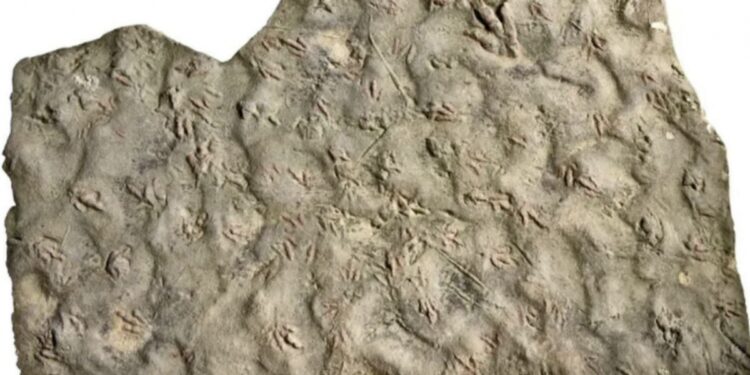 27년 마당서 매일 밟고다닌 ‘돌’…알고 보니 1억 9000만년 된 ‘공룡 화석’ 화들짝