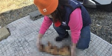 밤·대추와 함께 발견된 ‘불탄 고양이 사체’…“사이비 종교 단체 범행일 수도”