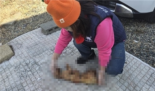밤·대추와 함께 발견된 ‘불탄 고양이 사체’…“사이비 종교 단체 범행일 수도”
