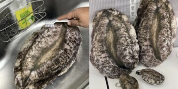 ‘거대 전복’인 줄 알았는데 ‘푹신’…이게 쿠션이라고? 완도의 ‘이색 답례품’