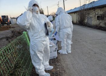 “10배 강한 전염성” 충북 고병원성 AI 비상… 생석회· 쥐 잡기 등 방역 총력