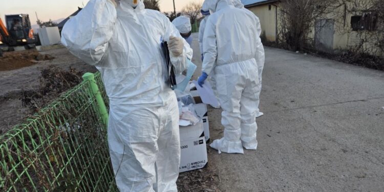 “10배 강한 전염성” 충북 고병원성 AI 비상… 생석회· 쥐 잡기 등 방역 총력