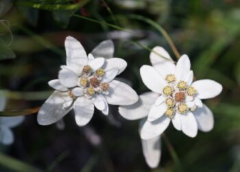 [단독] ‘한라산 에델바이스’ 단 7개체뿐… 소멸 내몰린 희귀종 한라솜다리