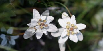 [단독] ‘한라산 에델바이스’ 단 7개체뿐… 소멸 내몰린 희귀종 한라솜다리